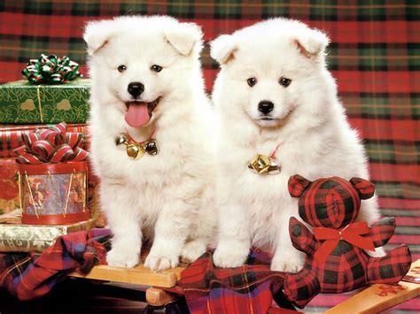 We did not find results for: Christmas Pups - Christmas Animals