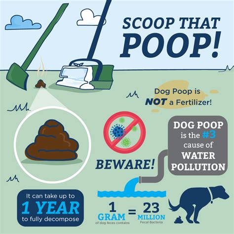 Why Picking Up Dog Poop Is Important Pet Butler