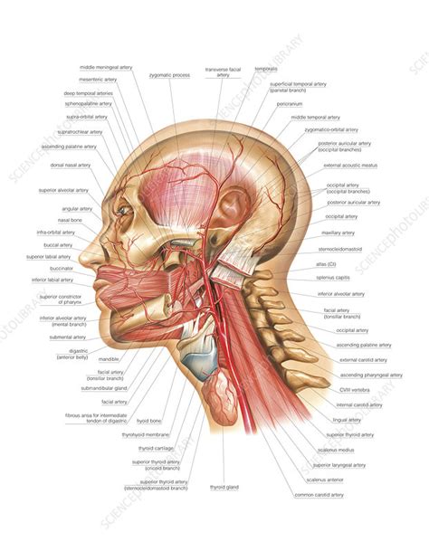 Head And Neck Arterial System Artwork Stock Image C0211866