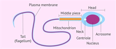 Whats The Function Of A Sperm Cell Definition And Structure