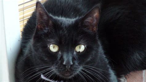 Dark Spot In Cornea Of Eye Cat Forum Cat Discussion Forums