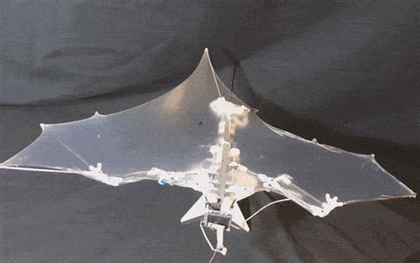 Bat Bot Czyli Robot Ze Skrzydłami Nietoperza Forbot