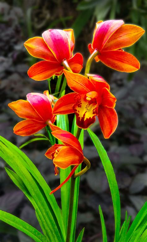 Orange Orchid Smithsonian Photo Contest Smithsonian Magazine