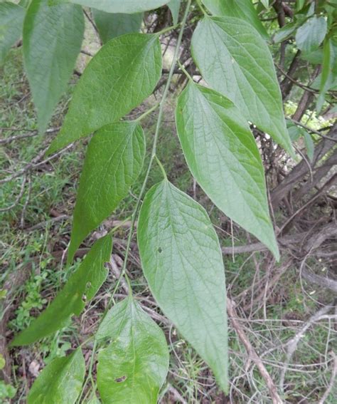 Sugarberry Alexander Springs Common Florafauna · Biodiversity4all