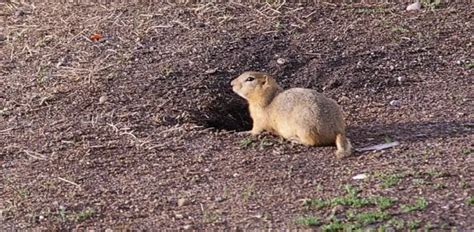 Ground Squirrels Dig Holes In Yards Country Pests