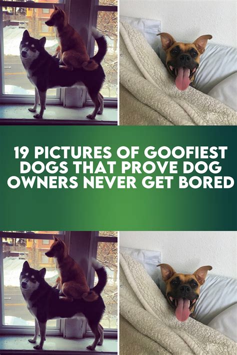 19 Pictures Of Goofiest Dogs That Prove Dog Owners Never Get Bored