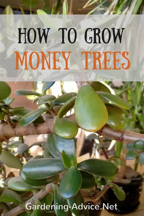 Known for their braided trunks, and delicate looking umbrella shaped. Money Tree Plant Care - How To Look After Your Jade Plant