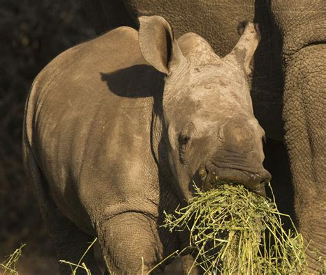 Private Rhino Owner Collective Baby Rhino Rescue