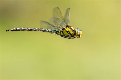 Six British Dragonflies To Spot In Britain This Summer Country Life