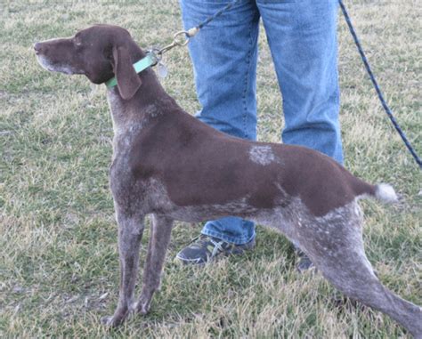 He is a 20 pound three month old german short haired pointer mixture who will likely weigh about. German Shorthaired Pointer Puppies For Sale | Union, MO ...