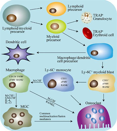 Frontiers The Macrophage Osteoclast Axis In Osteoimmunity And Osteo