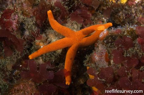 Henricia Leviuscula Pacific Blood Star