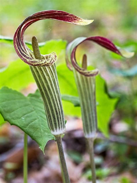 Jack In The Pulpit Propagation How Does Jack In The Pulpit Reproduce