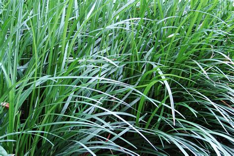 Monkey Grass Everything You Need To Know 𝐁𝐞𝐬𝐭𝐫𝐚𝐭𝐞𝐝𝐡𝐨𝐦𝐞