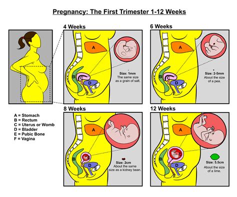 Pregnancy Teaching Sheets Illustrations To Assist In Teaching