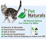 Pictures of Home Remedies Ear Mites Cats