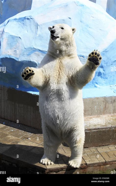 Polar Bear Standing On Its Hind Legs Stock Photo Alamy