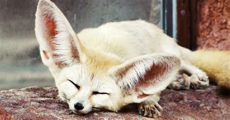 Absurd Creatures The Fennec Fox Is So Cute I Think I