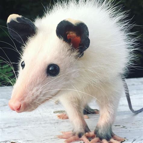 17 Best images about Opossums on Pinterest | Virginia ...