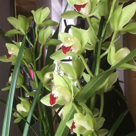 In der tat ist der thermomix ein waschechter mythos. Wieso blüht mein Cymbidium nie? (Orchideen)