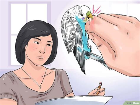 How To Stop A Budgie From Biting 9 Steps With Pictures Diy Parakeet