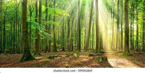 14294045 Forest Trees Stock Photos Images And Photography Shutterstock