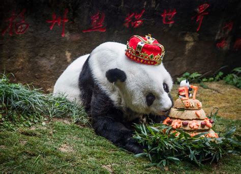 Worlds Oldest Giant Panda In Captivity Celebrates Her 37th Birthday