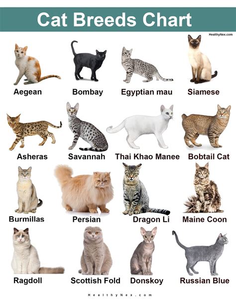 Cat Breed Chart Rare And Common In Continents