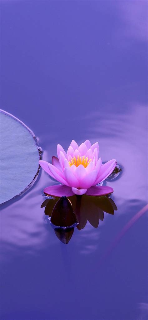 60 Purple Lotus Wallpapers Download At Wallpaperbro Nature Iphone