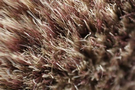 Fur Background 6 Free Stock Photo Public Domain Pictures