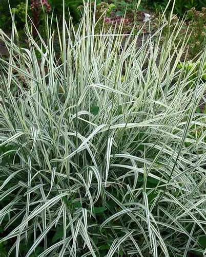 Злаковые травы аллергия диета