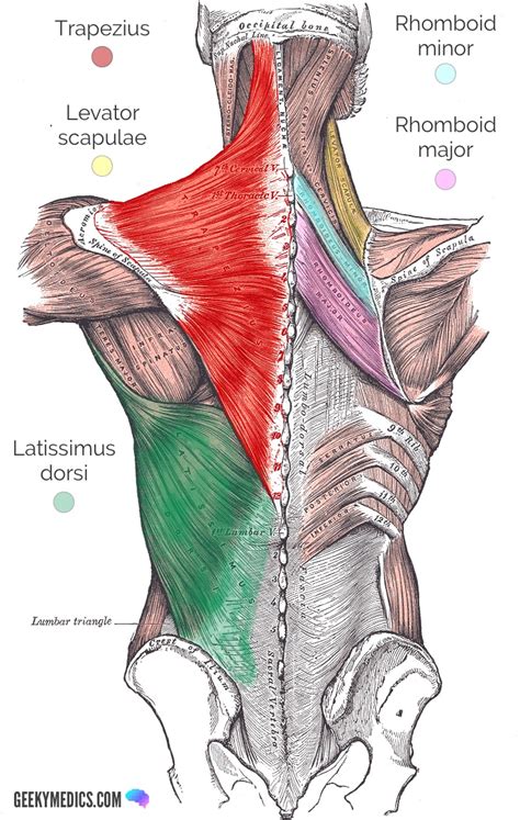 Back Muscle Diagram