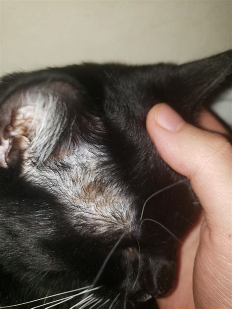 Does Anyone Know What These Brown Spots Are On My Cats Brows Rcatcare