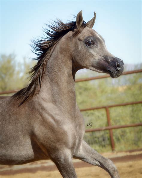 Kareem Swf Arabian Horses Of Stonewall Farm