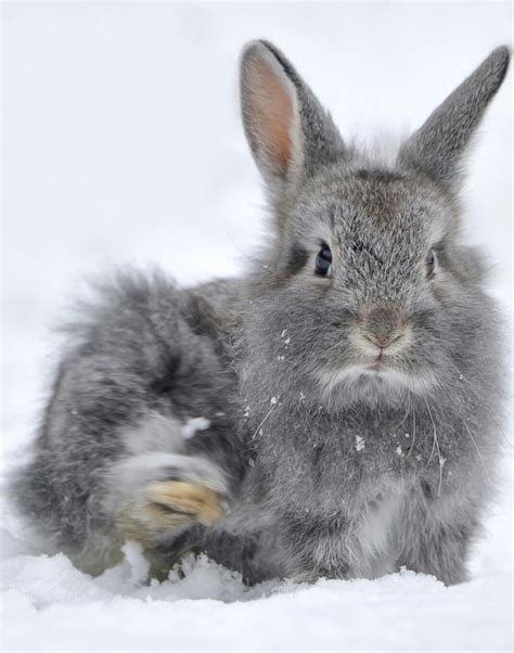 Pin By Jojo Demirel On Adorable Animals Cute Animals Bunny Animals