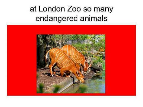 London Zoo London Zoo And Its Inhabitants