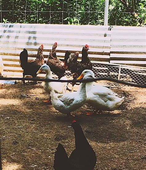 Can Chickens And Ducks Live Together Know The Compatibility