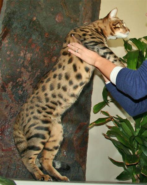 Exotic Felines For Sale Savannah Cat Breed