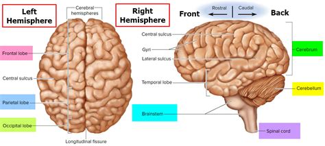 Human Brain Anatomy