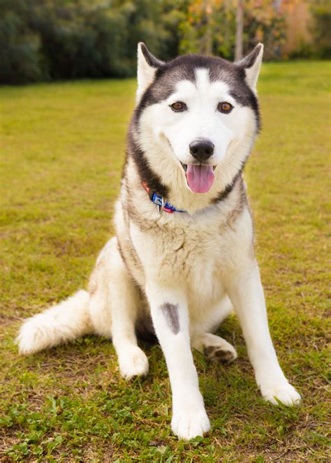 Rebel Large Male Siberian Husky Dog In Qld Petrescue