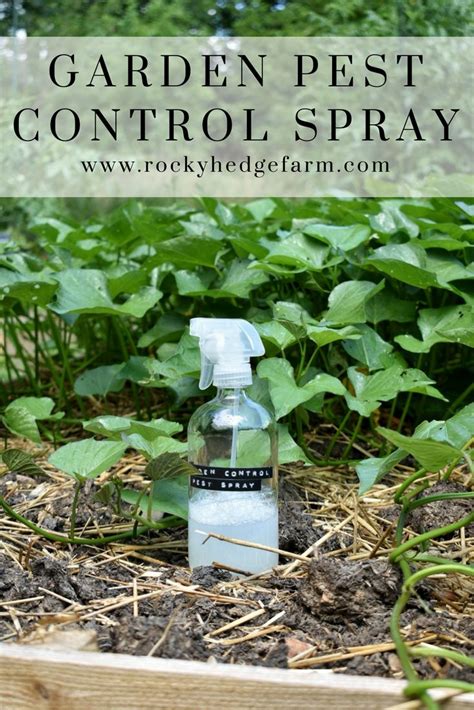 Combine the soap and water in a spray bottle, shake well, and spray directly on the surface of the infested plants. Garden Pest Control Spray | Plant pests, Garden pests, Bug spray for plants