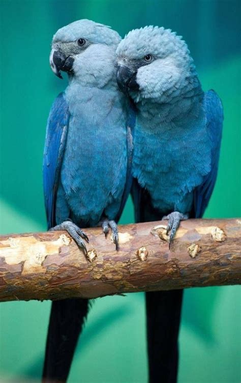 What A Beautiful Colorthere Spix Macaws Blue Macaw Animals