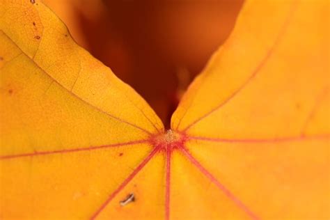 Hd Wallpaper Close Up Orange Color Nature Leaf Autumn Plant Part