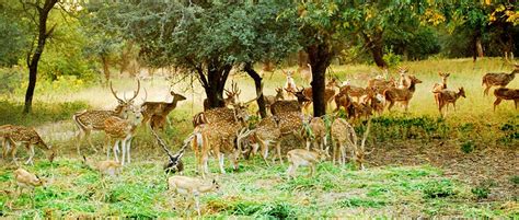 Mahavir Harina Vanasthali National Park Hyderabad Telangana Parks
