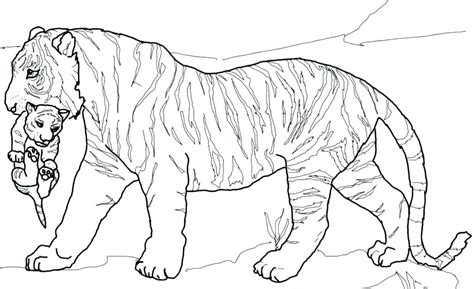 Printable Tiger Coloring Pages At Free Printable
