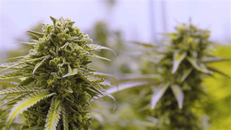 Purple Urkle Cannabis Strain Review Industrial Hemp Farms