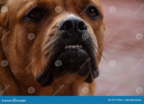 Serious Dog Face With Pieces Of Food On The Nose Stock Photo Image Of