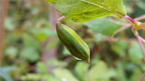 Related Image Seed Pods Seeds Plant Leaves