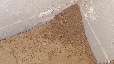 Cowleys Pest Services Pests We Treat Photo Album Standard Treatment Uncovers Carpenter Ants