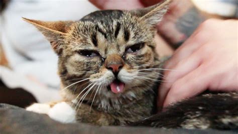 Lil Bub The Internet Cat Video Sensation